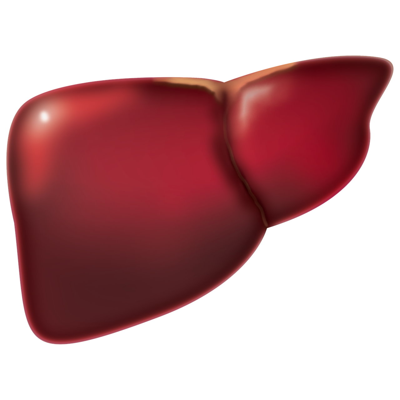 Hígado Graso. Imagen del hígado humano