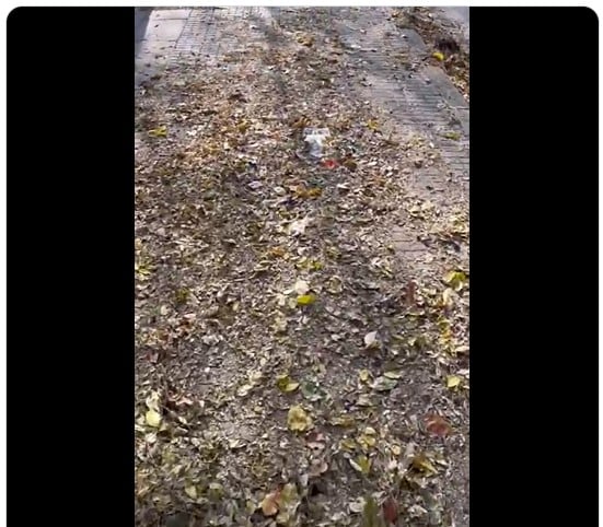 No se limpian igual las hojas en todos los barrios. Foto de una acera de Terrassa cubierta de hojas.